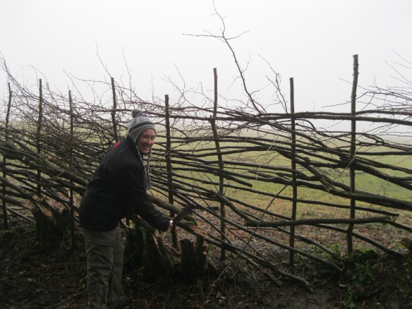 Trimming up the hedge and knocking it down into line ready to bind the tops