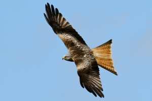 Red Kite soaring on the thermals.